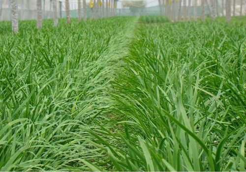 莱西实施韭菜产品“双证制”管理，保障食品安全与消费信任